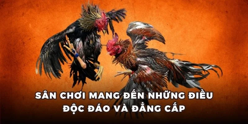 Sân chơi mang đến những điều độc đáo và đẳng cấp
